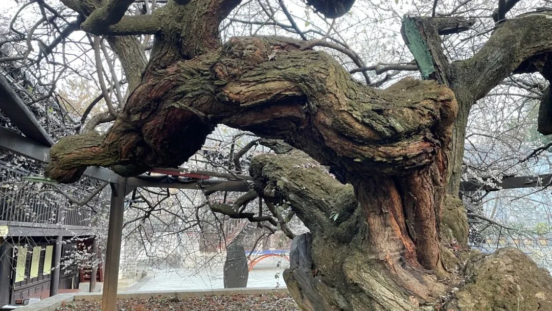 寻良辰“梅”景，绘古梅神韵——中国艺术研究院唐建教授古梅写生高级研修班（大理永平元梅高级班）教学实录