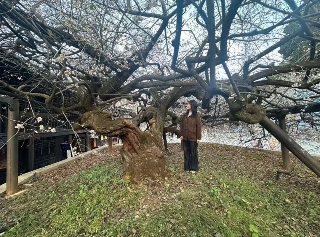 寻良辰“梅”景，绘古梅神韵——中国艺术研究院唐建教授古梅写生高级研修班（大理永平元梅高级班）教学实录