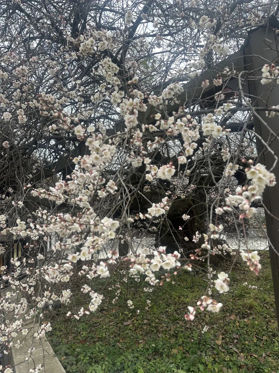 寻良辰“梅”景，绘古梅神韵——中国艺术研究院唐建教授古梅写生高级研修班（大理永平元梅高级班）教学实录