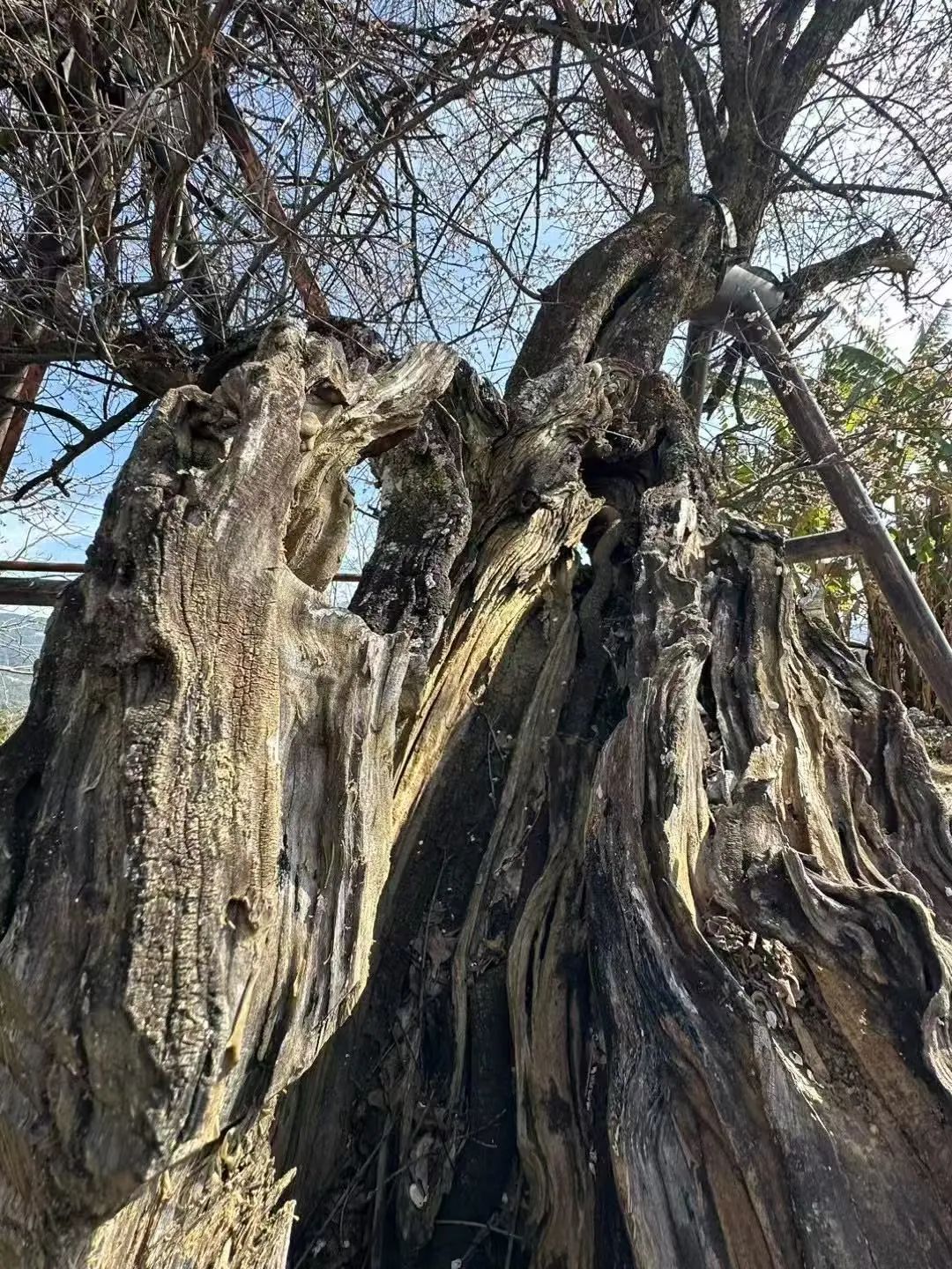 寻良辰“梅”景，绘古梅神韵——中国艺术研究院唐建教授古梅写生高级研修班（大理永平元梅高级班）教学实录