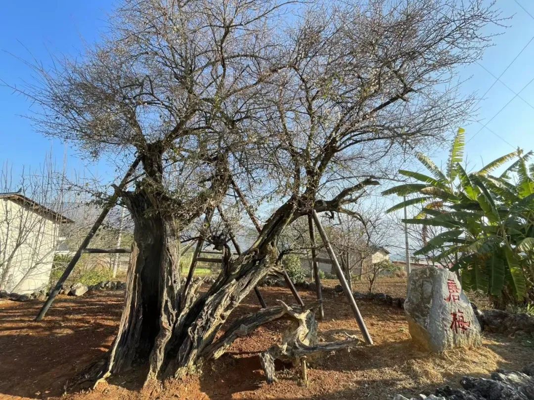 寻良辰“梅”景，绘古梅神韵——中国艺术研究院唐建教授古梅写生高级研修班（大理永平元梅高级班）教学实录