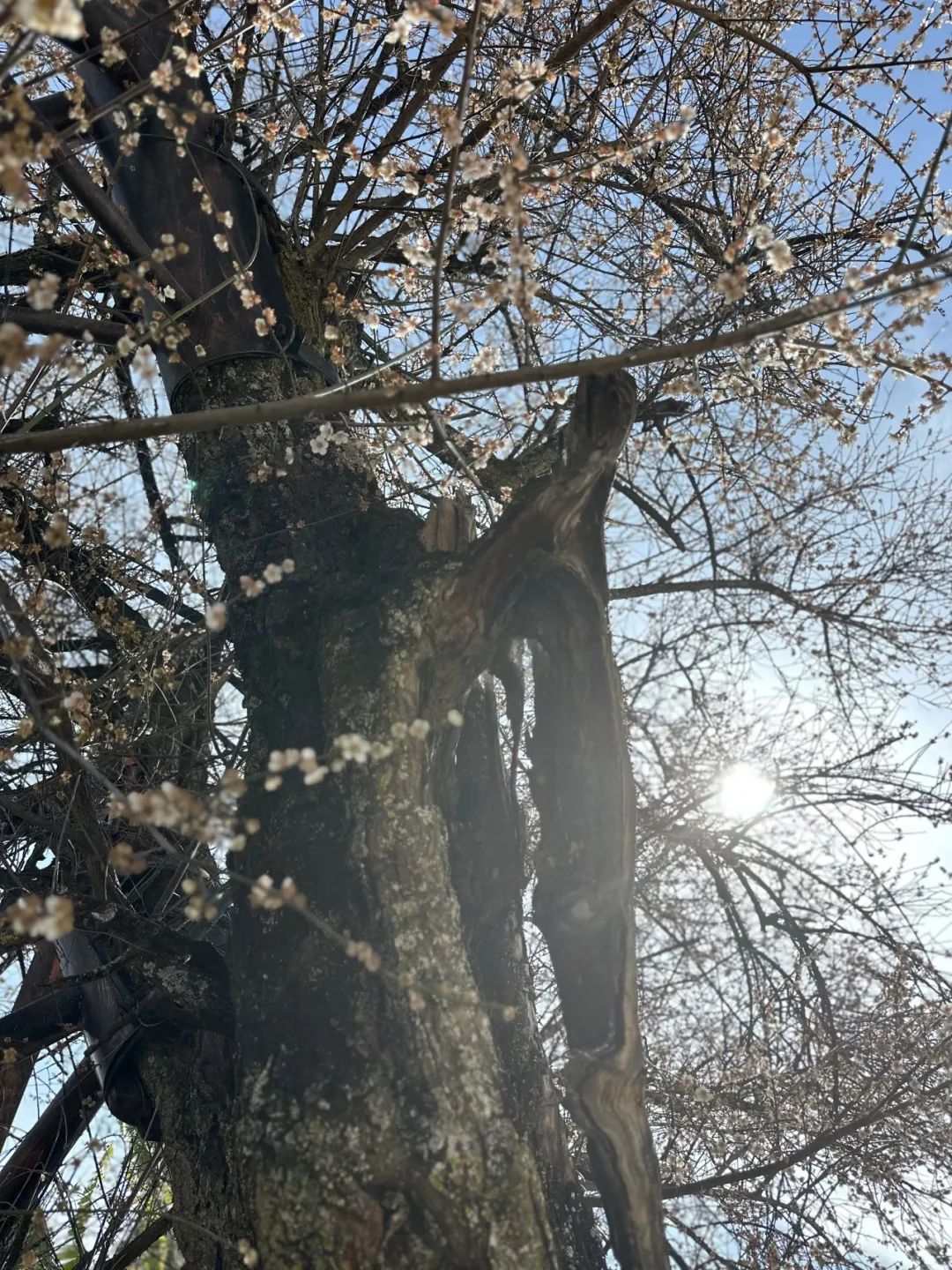 寻良辰“梅”景，绘古梅神韵——中国艺术研究院唐建教授古梅写生高级研修班（大理永平元梅高级班）教学实录