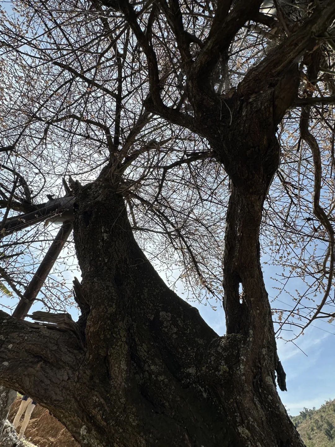 寻良辰“梅”景，绘古梅神韵——中国艺术研究院唐建教授古梅写生高级研修班（大理永平元梅高级班）教学实录