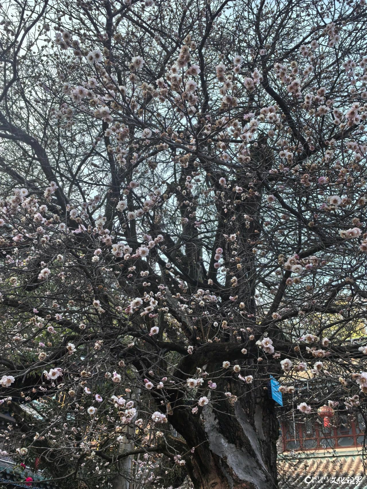 探梅问道——论刘玉泉教授师生云南写生的文化意义与艺术精神