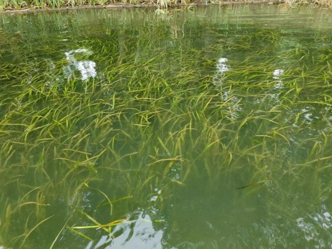 雷克环境实施“四大工程”治理安庆“两湖三河”水污染，打造水环境治理全国样板