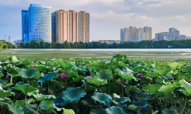 雷克环境实施“四大工程”治理安庆“两湖三河”水污染，打造水环境治理全国样板