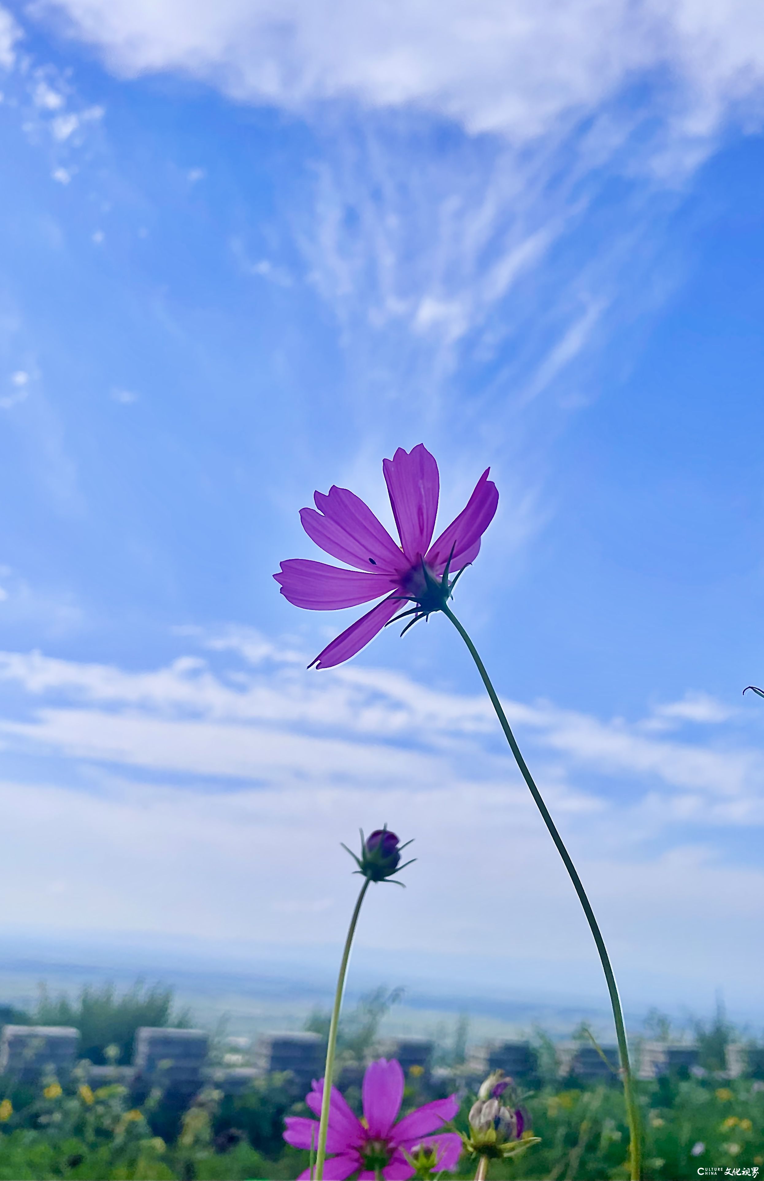 言情言志多奇思——读蒿峰诗作有感