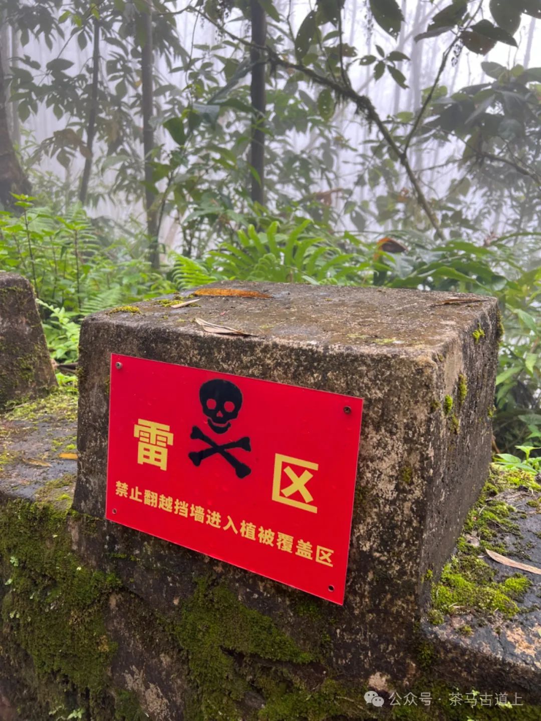 马悦英 | 老山中的家国记忆