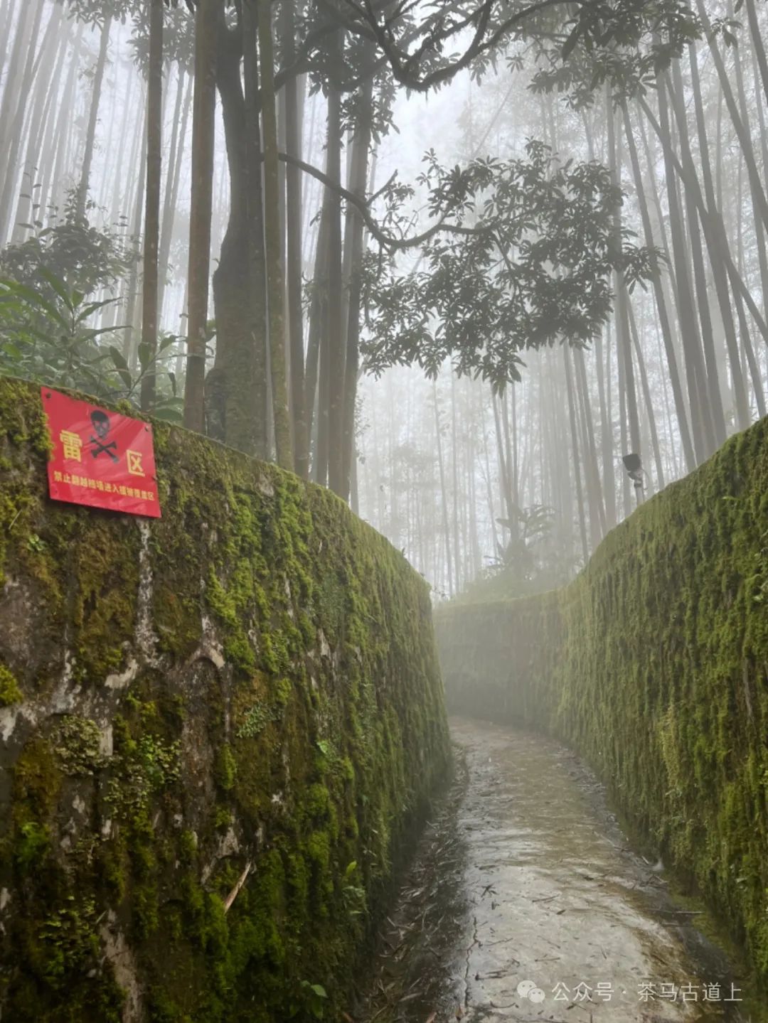 马悦英 | 老山中的家国记忆