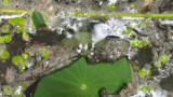 郑忠谈艺录（八十六） | 井水漫过藕节时，我们的荷花缸从此开启了关于盛夏的梦