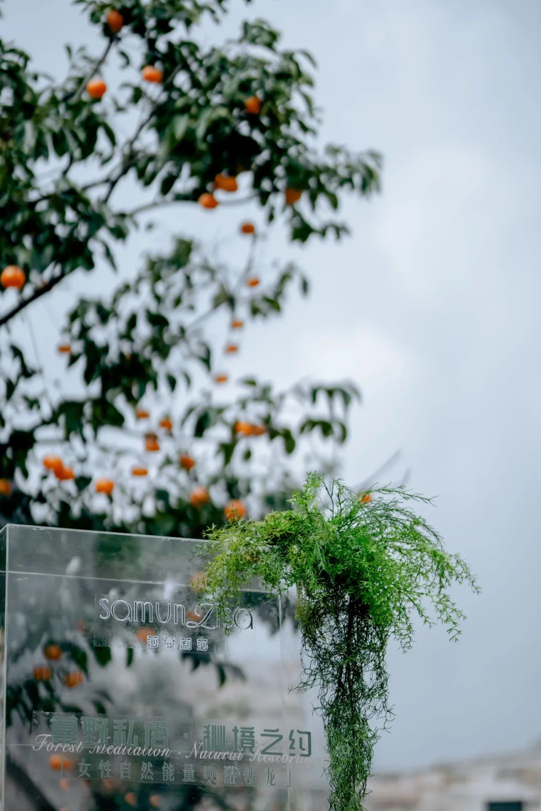 懂你，更宠你——莎蔓莉莎的优雅里，藏着日常的温柔